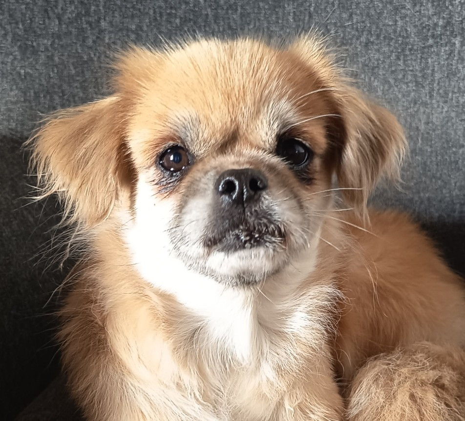 Praline dite Rose de Yangchen