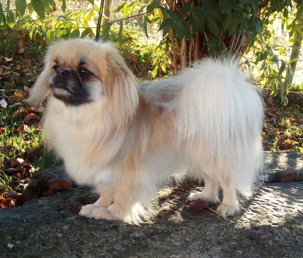 CH. Palzom de Yangchen