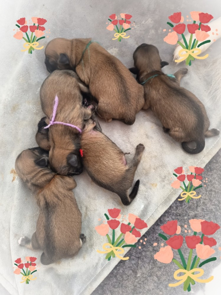 Du Paradis De L'Arche - Chiots disponibles - Epagneul tibetain