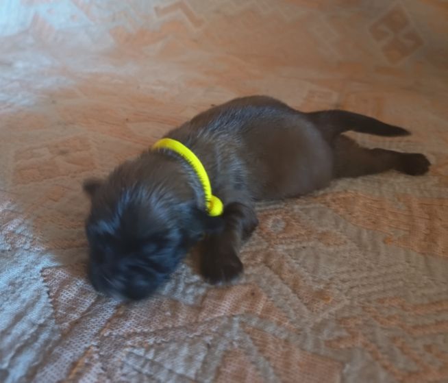 Du Paradis De L'Arche - Chiots disponibles - Epagneul tibetain
