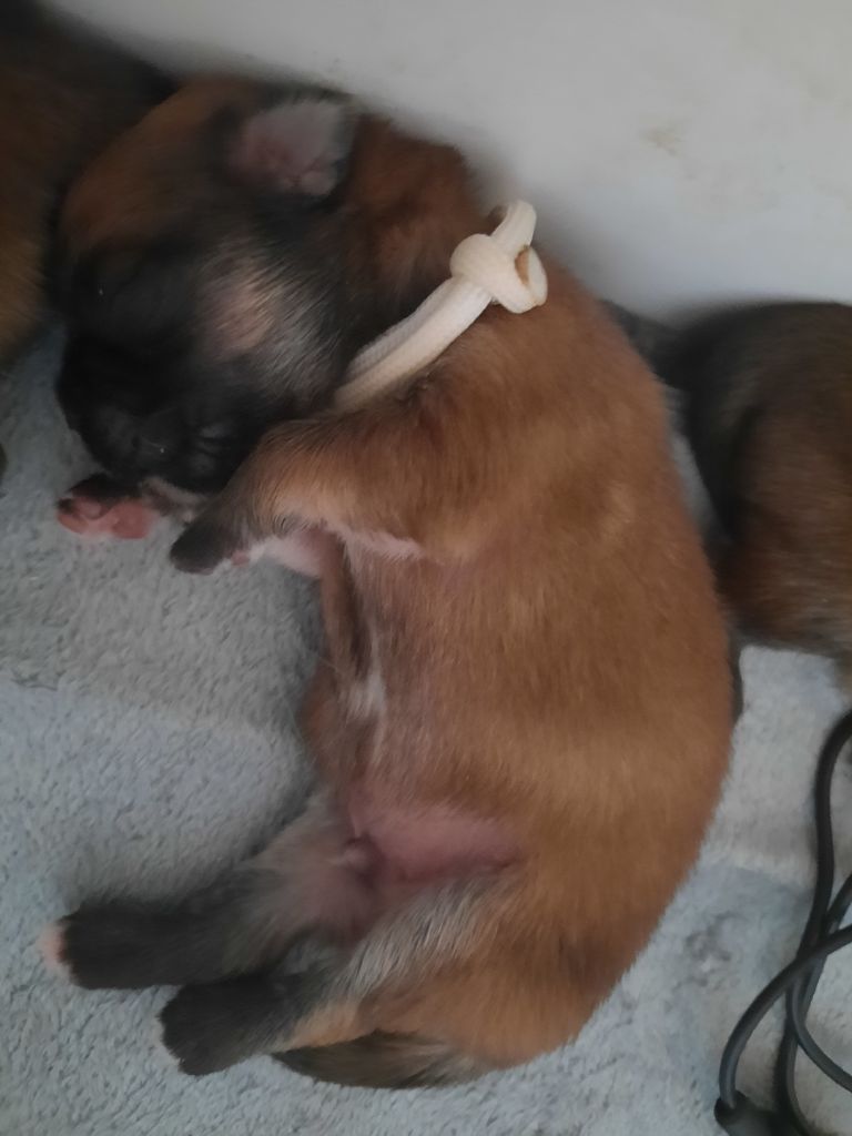 Du Paradis De L'Arche - Chiots disponibles - Epagneul tibetain