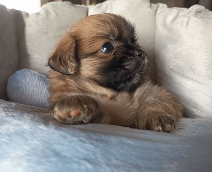 Du Paradis De L'Arche - Chiots disponibles - Epagneul tibetain