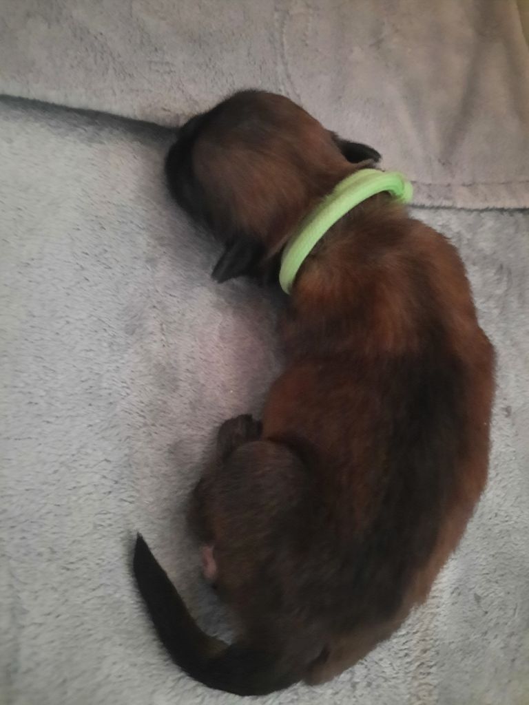Du Paradis De L'Arche - Chiots disponibles - Epagneul tibetain