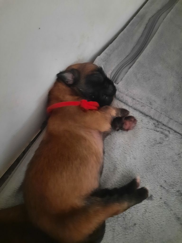 Du Paradis De L'Arche - Chiots disponibles - Epagneul tibetain