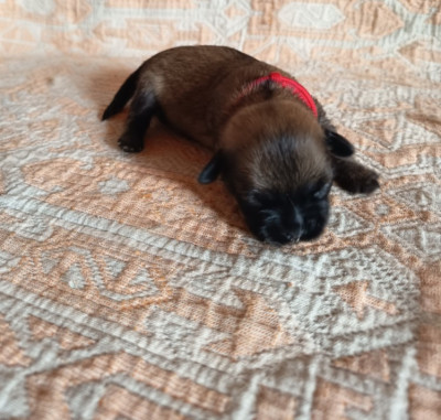 Petite collier rouge