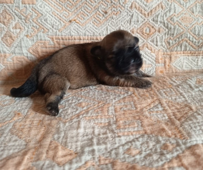Petite collier jaune