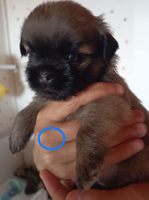 Petit collier bleu