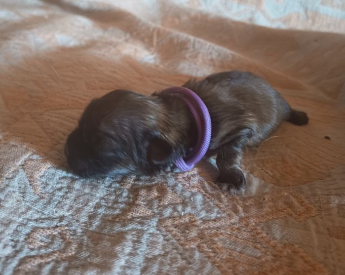 Du Paradis De L'Arche - Chiots disponibles - Epagneul tibetain