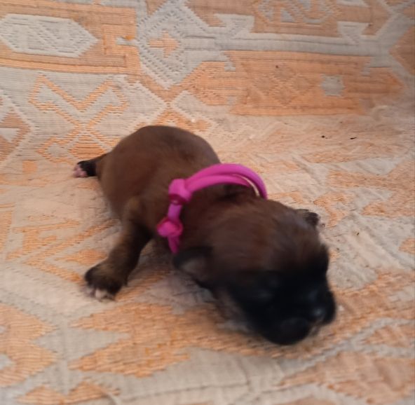 Du Paradis De L'Arche - Chiots disponibles - Epagneul tibetain