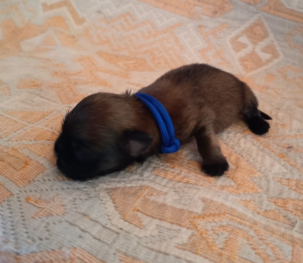 Du Paradis De L'Arche - Chiots disponibles - Epagneul tibetain